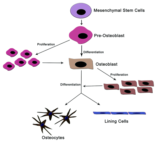 Figure 1. Different cells of bone maintenance and homeostasis. Osteoblasts are differentiated from mesenchymal cell precursors. The mature osteoblast then differentiated into osteocytes and lining cells. These constitutes most of bones cells and protect bone from mechanical damages.