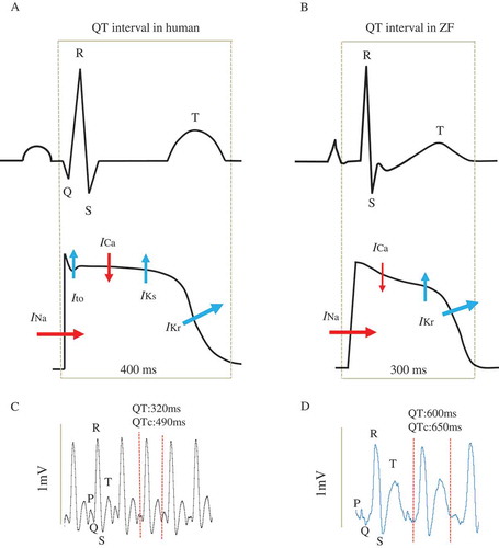 Figure 1. Essential electrocardiographic parameters including p-wave, QRS complex, and T-wave, between (a) humans and (b) zebrafish are similar. Also, de- and repolarizing ion currents during action potential of human and zebrafish cardiomyocyte share common characteristics. (c) QT interval measurement by electrocardiogram (ECG) in embryonic wild-type zebrafish with normal QT interval in comparison to (D) prolonged QT interval in a zebrafish mutant with prolonged myocardial repolarization. (adapted from [Citation14] and [Citation51] with permission of Bentham Science Publishers and Elsevier, respectively).