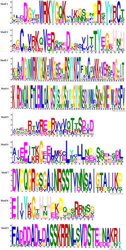 Figure 3. Sequence logos of conserved domains of WRRKY TFs in garlic. The overall height of the stack represents the level of sequence conservation. Heights of residues within a stack indicate the frequency of each residue at that site.
