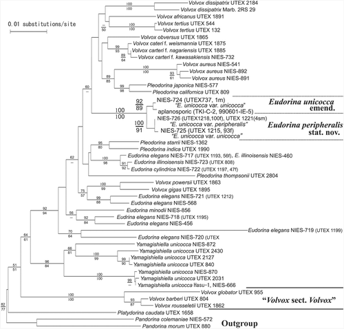 Fig. 9. Neighbor-joining (NJ) tree based on rbcL genes from 17 strains of Eudorina species, 17 strains of Volvox, five strains of Pleodorina, one strain of Platydorina, eight strains of Yamagishiella, and two strains of Pandorina (Table 1). Branch lengths are propotional to Kimura (Citation1980) distances, which are indicated by the scale bar besides the tree. Numbers above or below the branches represent 50% or more bootstrap values based on 1,000 replications of the NJ or maximum parsimony analyses, respectively.