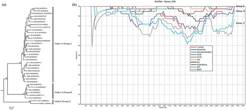 Fig. 3 (Colour online) (a) Bayesian phylogenetic tree of the genomic RNA2 of Potato mop-top virus (PMTV) isolates. Phylogenetic analyses were carried out with the Bayesian inference (BI) in MrBayes v3.22. For each node, the Bayesian posterior probabilities are given above branches (only shown >50%) and isolate grouping based on genetic similarity and nodes with posterior probabilities greater than 70% are indicated. The nucleotide sequence accession number of each isolate is shown in parentheses. The newly sequenced isolates are indicated by ‘*’. The distance unit is substitutions/site. (b) Analysis of the sequence identities between ‘Guangdong’-RNA2 (query sequence) and RNA2 of other isolates (reference sequences) using SimPlot. The similarities (y-axis, 0.9–1) were plotted along the nucleotide sequence (x-axis, 0–3,100). The window covered 500 nucleotides and moved along the alignment with 20 nucleotides with every step. Other parameter settings were: distance model, Kimura (2-parameter); tree model, neighbour-joining; bootstrap replicates, 100; parental threshold, 70. Nucleotide sequence accession numbers are the same as shown in (a).