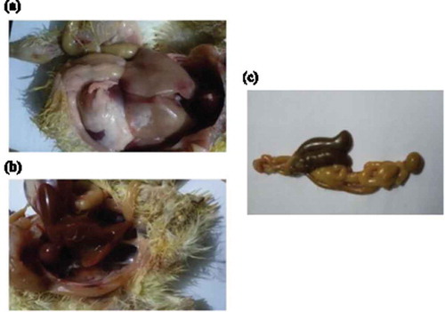 Figure 2. (a) hemorrhagic patches in liver with distention of intestine with diarrhea (b) congestion of internal organs with pasting vent (c) enlargement and distention of the two ceci with diarrhea.