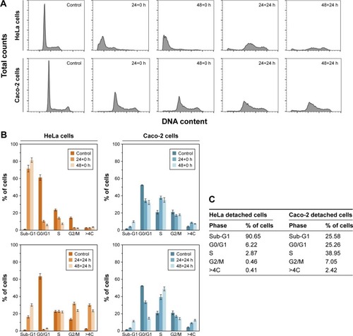 Figure 6 Flow cytometry analysis of cell-cycle phase distribution.Notes: Cell-cycle phase distribution was analyzed after incubation with SN-38lip (10 µM) for 24 and 48 h. (A) HeLa (upper panels) and Caco-2 (lower panels) cells. Cell-cycle profiles were acquired for non-treated cells (control) and immediately (24+0 h, 48+0 h) after treatment and 24 h after drug removal (24+24 h, 48+24 h). For comparative purposes, typical profiles that were acquired while maintaining the same scale for total counts (y-axis, from 0 to 1,100) and DNA content (x-axis, from 0 to 256), are shown. (B) Percentage of cells in each cell-cycle phase calculated from the histograms. (C) Percentages of detached cells in each phase. For each experiment, a minimum of 20,000 events were analyzed.