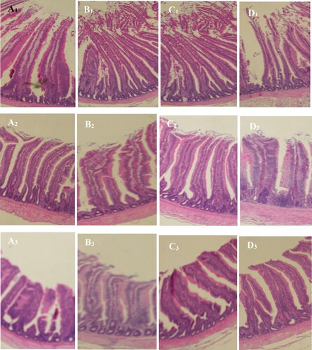 Figure 1. Clear micrograph of intestinal segments of broilers from different treatments (T0, T1, T2 and T3). A1, A2 and A3 represent respectively the duodenum, jejunum, and ileum of chickens from treatment T0. B1, B2 and B3 represent respectively the duodenum, jejunum, and ileum of chickens from treatment T1. C1, C2 and C3 represent respectively the duodenum, jejunum, and ileum of chickens from treatment T2. D1, D2 and D3 represent respectively the duodenum, jejunum, and ileum of chickens from treatment T3.