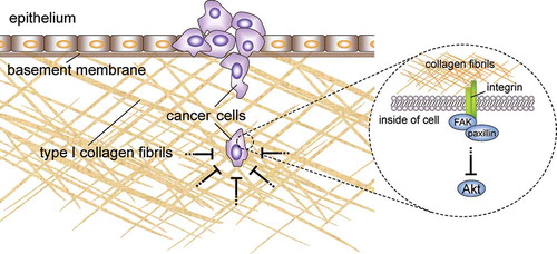 Figure 10. Proposed model for the inhibitory effect of collagen fibrils on cancer cell proliferation. Type I collagen fibrils may function not only as a structural barrier against cancer cell invasion but also as a physiological barrier. The growth and survival of invasive cells that are adhered to collagen fibrils is prevented by the inhibition of the Akt signaling pathway.