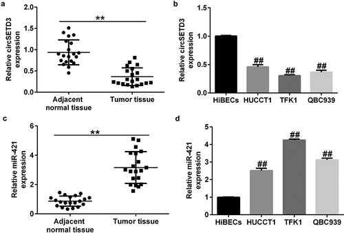 Figure 1. Expression of circSETD3 and miR-421 in CCA tissues and cell lines.