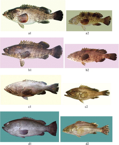 Figure 4. Exploited large-size grouper species (adults at left side, juveniles/subadults at right): (a1) Epinephelus coioides – 840 mm TL, (a2) E. coioides – 213 mm TL, (b1) E. malabaricus – 433 mm TL, (b2) E. malabaricus – 175 mm TL, (c1) E. magniscuttis – 502 mm TL, (c2) E.magniscuttis – 261 mm TL, (d1) E. latifasciatus – 893 mm TL, (d2) E. latifasciatus – 363 mm TL.