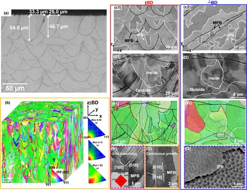 Figure 1. Microstructure overview of the 316L stainless steel (SS) sample manufactured by micro-laser beam powder-bed-fusion (μL-PBF). (a) Vertical-sectional optical microscope (OM) image of the etched sample, (b) A 3D reconstruction of EBSD inverse-pole figure (IPF) maps. (c) Secondary electron (SE) images of the etched sample from (c1) ∥BD and (c2) ┴BD surfaces. (d) Backscattered electron (BSE) images and (e) the corresponding IPF maps displaying representative microstructure of MP. (f1-f3) BSE images showing the cellular structures after etching. Black dashed lines highlighting the molten pool boundaries (MPBs) and white dashed lines indicating the inner pool boundaries (IPBs). Red dashed lines in (e1) and (e2) highlighting the IPBs that are overlapped with grain boundaries.