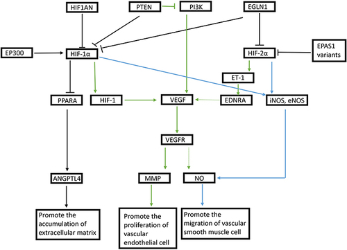 Figure 2 The molecular mechanism of the HIF pathway in high altitude heart disease in children.