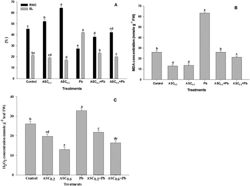 Figure 3. Effect of ASC on (A) relative water content (RWC) and electrolyte leakage (EL), (B) Malondialdehyde (MDA) and (C) H2O2 content in wheat plants under Pb-toxicity condition. Mean (±SE) was calculated from four replicates for each treatment. Bars with different letters are significantly different at P < .05, applying a Duncan Multiple Range Test.