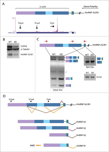Figure 5. CstF64 binding within the 3′UTR of hnRNP A2/B1 gene triggers AS. (A) Cartoon depicts alternatively spliced regions (blue, light blue, purple boxes) located in the 3′UTR of the hnRNP A2/B1 gene. The polarity of the gene is from right (5′ end) to left (3′ end) as depicted by the long black arrow. The green bar depicts a stop codon. Snapshot from the UCSC genome browser depicts iCLIP-Seq track information for the binding of CstF64 and black arrows show the location of the proximal poly(A) site (PpA) and 2 distal poly(A) sites (D1pA and D2pA). (B) Western blot analysis demonstrating loss in hnRNP A2/B1 protein levels due to CstF64 KD. (C) RT-PCR analysis of the hnRNP A2/B1 3′UTR. Primer locations are depicted as forward and reverse red arrows. The identities of the PCR products are indicated on the side of the representative gels. Asterisk (*) denotes a non-specific amplicon. (D) Alternative splicing pattern in the 3′UTR of hnRNP A2/B1 depicting the generation of hnRNP B1 and hnRNP A2 mRNA isoforms. The orange arrow indicates the isoform (hnRNP B1) that undergoes nonsense-mediated decay (NMD).Citation41
