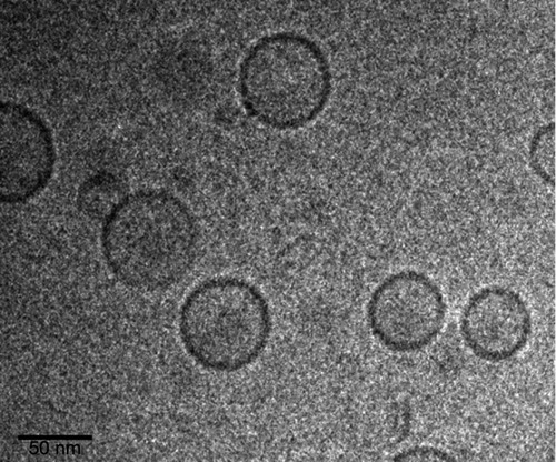 Figure 2 Cryo-TEM micrographs of optimum formulation of Nio-DOX-siRNA.Abbreviations: Cryo-TEM, Cryo-transmission electron microscopy; Nio, niosomal; DOX, doxorubicin.