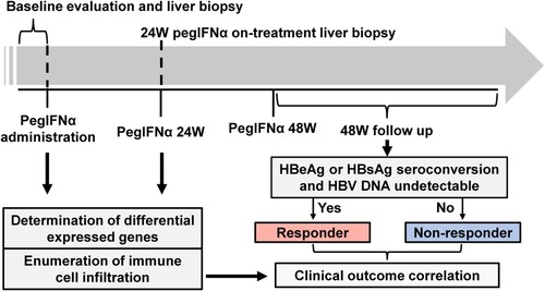 Figure 1. Flow diagram of the study design. Patients received PegIFNα treatment for 48 weeks and followed up for another 48 weeks post-treatment. Liver biopsies were performed before treatment and 24-week on-treatment. Biopsy samples were subjected to mRNA-seq and analysed to evaluate gene expression and immune cell infiltration levels according to patients’ treatment response.