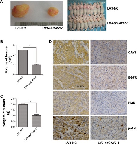 Figure 5 CAV2 regulated tumorigenesis in nude mice model.