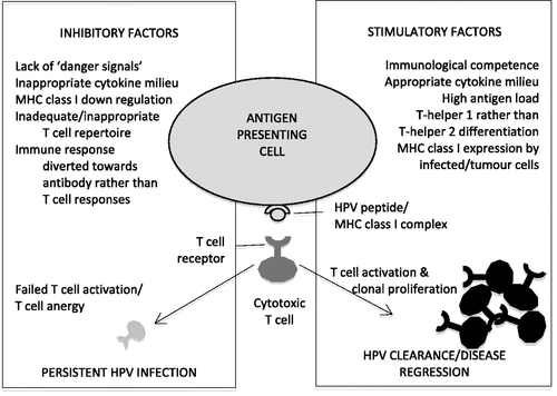 Figure 1. ‘Successful’ versus ‘unsuccessful’ T cell responses to HPV infection. The fate of high risk HPV infections depends on the nature of the resulting immunological response. The lack of HPV-specific cytotoxic T cell responses is likely to lead to persistent infection, premalignant disease and ultimately, invasive cancer. Therapeutic vaccines must override ineffectual immunological mechanisms in order to clear established disease, and a knowledge of what factors may be important is critical for therapeutic vaccine design.