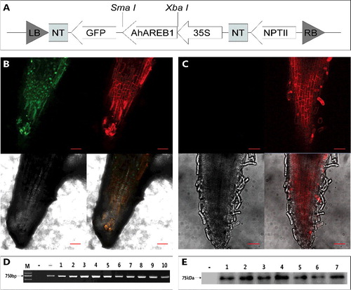 Figure 2. GFP detection of transgenic AhAREB1 hairy roots. Schematic representation (A) of the T-DNA region of 35S::AhAREB1-GFP. GFP-derived fluorescence detected by laser scanning confocal microscopy, (B) in a transgenic hairy root, and (C) in a negative control hairy root; red bars correspond to 50 μm. PCR amplification of GFP, (D) in hairy roots; M, 2 kb DNA marker (Takara); −, negative control; +, plasmid DNA; 1–10, transgenic hairy roots. Western blot assay (E) for detection of GFP-AREB1 fusion protein in independent transgenic hairy roots, using anti-GFP antibodies; -, negative control root; 1–7, transgenic hairy roots.