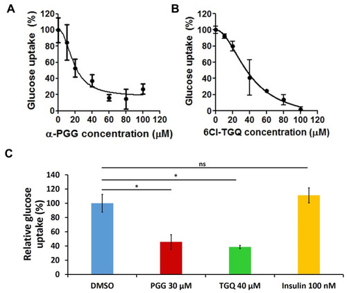 Figure 6 α-PGG and 6Cl-TGQ diminished glucose transport in rat INS-1832/13 cells. Pancreatic INS-1832/13 cells treated with α-PGG or 6Cl-TGQ were subjected to a glucose uptake assay. After addition of compound and [3H] 2-deoxy-D-glucose, treated cell lines were lysed and were measured for their respective retained radioactivity. (A) α-PGG inhibited glucose uptake in INS-1832/13 cells. (B) 6Cl-TGQ inhibited glucose uptake in INS-1832/13 cells. (C) Insulin had no inhibitory effects on glucose uptake, whereas 30μM α-PGG and 40μM 6Cl-TGQ reduced glucose uptake to ~40% of control rates. Data are expressed as means ± SEM, N=3–6, *p<0.05. N.S. = not significant.