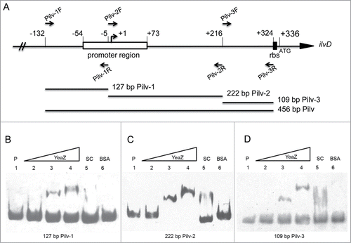 Figure 5. Localization of the YeaZ binding region. (A) Localization of Pilv probes’ primers. Forward primers are listed above the genetic map, and reverse primers are listed below the map. Transcription start site of ilv-leu operon is indicated by +1 and an arrow, and translation start site is indicated by the initiation codon. The ribosome binding site (rbs) and the promoter region of ilvCitation25 are indicated as black and white squares. All the marked positions are indicated as the relative distance to transcription start site. PCR DNA probes for use in gel-shift assay are shown in the lower portion of the figure. (B to D) Gel-shift assays, with each of the different biotinylated PCR probes indicated below the figure. P indicates biotinylated probe without YeaZ; the amount of the biotinylated probes used in each figure are 20 fmol; SC indicates specific competitors each at 300-fold molar excess. All assays were run on 6% acrylamide gels. The amounts of YeaZ in each assay are shown below. (B to D) Lanes 2 to 4 were 0.5, 2, and 8 μM. BSA is added in lane 6 at the amount of 15 μM.