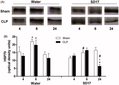 Figure 6. Effect of SD17 treatment on serum HSP70 levels at 4, 6 and 24 h after Sham or CLP operation. (A) Representative western blots were analyzed for each group and time point. (B) HSP70 values shown are means ± SEM. *p < 0.05 compared to the Sham group; +p < 0.05 compared to the same group; #p < 0.01 compared to vehicle (water) treatment in the same period and group (i.e., in comparison to the Sham + water group 6 h and CLP + water group 24 h). n = 3–8 animals/group.