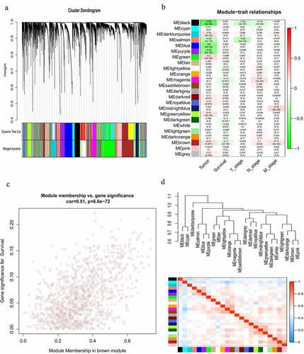 Figure 6. Construction of a lncRNA co-expression network using WGCNA. (a) Cluster dendrogram of the co-expression network for the top 60% variance lncRNAs based on topological overlap. (b) Analysis of the correlations of co-expression modules with clinical traits. The background color of each cell represented the strength of correlation between the gene module and the clinical traits. Each cell contains two values: the value above is the Pearson’s correlation coefficient and the value in parentheses below is the P-value. (c) Scatter diagram for the correlation between module membership and gene significance for survival in the brown module. (d) Heatmap plot of the adjacencies in the gene co-expression network