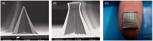 Figure 7. Super-short microneedles. SEM images of (A) a single sharp tipped super-short microneedle, (B) a single flat tipped super-short microneedle and (C) an angled view of a flat tipped super-short microneedle array (Wei-Ze et al., Citation2010).