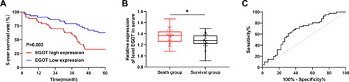 Figure 2 Survival analysis of EGOT and CC patients. (A) K-M survival analysis was used to analyze the five-year survival of patients in the EGOT high and low expression groups. (B) qRT-PCR was used to detect the relative expression of EGOT in serum of dead patients and surviving patients. (C) ROC curve was used to analyze the area under the curve of EGOT in predicting survival and death of CC patients (0.659), and the best specificity and sensitivity were 60.0% and 70.7% when the Youden index was 30.7. *P<0.01.
