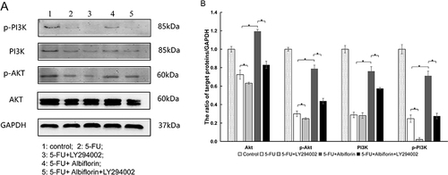 Figure 8 The effect of albiflorin on the protein expression of PI3K-Akt pathway-related proteins in OP9 cells under different treatment conditions: Control: treated as normal; 5-FU: treated with 5-FU (25 μg/mL); 5-FU+LY294002: treated with 5-FU and LY294002 (50 μM); 5-FU+Albiflorin: treated with 5-FU and albiflorin (40 μmol/mL); 5-FU+Albiflorin+LY294002, treated with 5-FU, LY294002 and albiflorin. (A) Representative immunoblotting images of p-PI3K, PI3K, Akt, p-Akt, and GAPDH; (B) Gray value statistics of p-PI3K, PI3K, Akt, p-Akt. (Akt: Welch ANOVA, the p-values were 0.007, 0.000052, and 0.000001, respectively. p-Akt: one-way ANOVA, the p-values were 0.011, 0.000428, and 0.000048, respectively. PI3K: one-way ANOVA, the p-values were 0.946, 0.0014, and 0.000013, respectively. p-PI3K: Welch ANOVA, the p-values were 0.007, 0.021, and 0.024, respectively.). All data are shown as mean ± SD, n = 6 per group. The order of p-values is 5-FU group and 5-FU+LY294002 group, 5-FU group and 5-FU+albiflorin, and 5-FU+albiflorin group and 5-FU+albiflorin+LY294002 group. *p < 0.05.
