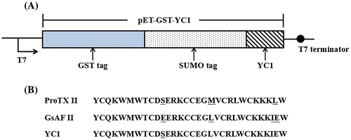 Figure 1. Construction of pET-GST-YC1 expression vector. (A) The composition of the pET-GST-YC1 vector. (B) The amino acid sequences of ProTX II, GsAF II, and YC1.