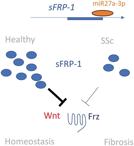 Figure 5. Putative pathway in SSc. In SSc there are lower levels of sFRP-1 as opposed to the healthy situation, mediated by microRNA27a-3p repression. This leads to attenuated inhibition of Wnt via the Frz receptor that ultimately leads to activation of the myofibroblast and fibrosis. Dark lines indicate more inhibition. Frz; Frizzled receptor, Wnt; Wingless-related integration site, SSc: systemic sclerosis
