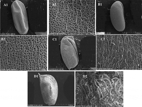Figure 4. Scanning electron micrographs (SEM) of seed and fruit coat in Geranium species. (A1–A2) (C1–C2) G. pusillum; (B1–B2), (D1–D2) G. pyrenaicum.