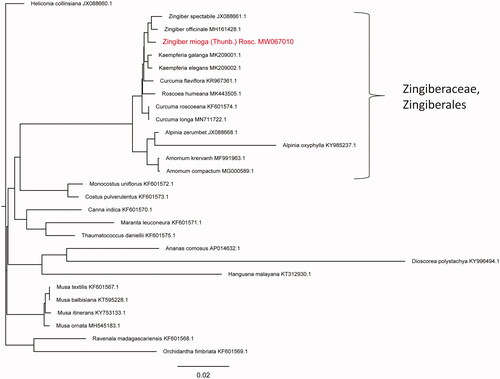Figure 1. Neighbor-joining phylogenetic tree based on the chloroplast genome sequences from 28 species. Values along branches correspond to bootstrap percentages.