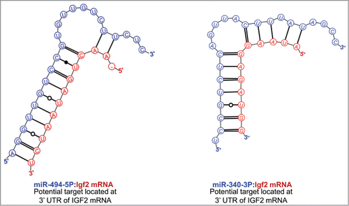 Figure 5. Predicted binding sites of miR-494 and miR-340 in the 3′-UTR of IGF2 mRNA.