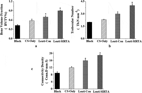 Figure 8. Quantitative analysis of Micro-CT (Blank: blank group; CS-Only: chitosan scaffold group; Lenti-con: control group; Lenti-SIRT7: knockout SIRT7 group. a. Bone volume fraction; b. trabecular number; c. connectivity density; (*: compared with Black, P < 0.05)).