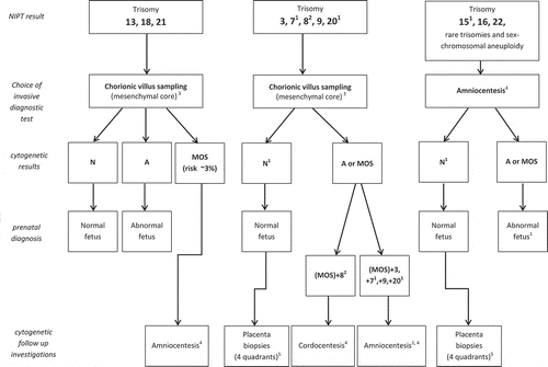 Figure 2. The choice of invasive test for confirmatory studies depends on the chromosome aberration detected with NIPT. A: abnormal; N: normal; MOS: mosaic. 1 If imprinted chromosomes like 6, 7, 11, 14, 15 or 20 are involved, UPD in the normal cell line should be excluded. 2 For trisomy 8, an amniocentesis may not be the appropriate follow-up test due to tissue–specific chromosomal mosaicism, although present in the fetus, sometimes being absent in amniotic fluid [Citation22] 3investigate uncultured mesenchymal core, preferentially with SNP array, to exclude mosaicism. Also investigate uncultured cytotrophoblast (to confirm NIPT). 4 Investigate both uncultured cells with SNP array and cell cultures (AF cell colonies) [Citation31]. 5 Investigate both uncultured cytotrophoblast and mesenchymal core with SNP array of at least 4 placenta biopsies.