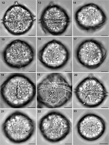 Figs 12–23. Archaeperidinium (Protoperidinium) minutum, bright field optics. Specimens #1 and #5 were used for SSU and LSU rDNA sequencing. 12. Ventral view of specimen #3. 13. Left view of specimen #4. 14. Ventral epitheca of specimen #1. 15. Ventral epitheca of specimen #3. 16. Dorsal epitheca of specimen #1. 17. Right dorsal epitheca of specimen #1. 18. Ventral hypotheca of specimen #1. 19. Ventral (empty) hypotheca of specimen #2. 20. Left ventral view of specimen #3, showing a flagellar fin (arrow). 21. Right ventral view of the hypotheca of specimen #3, showing flagellar fin (arrow). 22. Ventral view of the hypotheca of specimen #3, showing sparsely distributed large pores on the thecal surface. 23. Ventral view of specimen #5. Labels: 1′ to 4′, apical plates; 1′′ to 7′′, precingular plates; 1a and 2a, anterior intercalary plates; C1 to C3, cingular plates; S.a., anterior sulcal plate; S.d., right sulcal plate; S.s., left sulcal plate; S.p., posterior sulcal plate; 1′′′ to 5′′′, postcingular plates; 1′′′′ and 2′′′′, antapical plates. Scale bars: 10 µm.