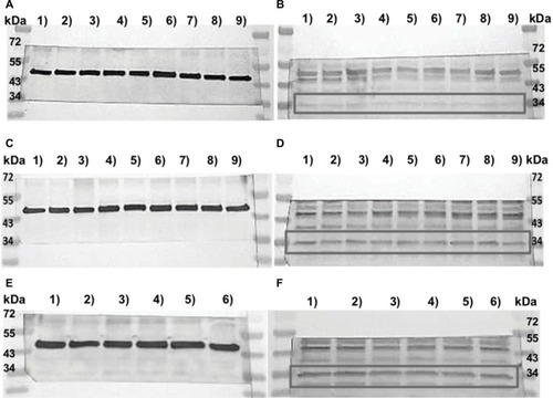 Figure 4 Western blot analysis of TAAR1 protein expression in MCF7 and T47D cells after stimulation with T1AM.