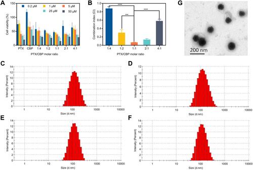 Figure 1 Combination index of PTX and CBP in SKOV-3 cells and characterization of liposomes. (A) Cell viability and (B) combination index treated with various ratios of PTX/CBP against SKOV-3 cells for 48 h. The data were presented as the mean ± SD (n = 3). ***p < 0.001, ****p < 0.0001. Size distribution graph of different liposome formulations, including (C) Lip-PTX/CBP, (D) ES-Lip-PTX/CBP, (E) PEG-Lip-PTX/CBP, and (F) ES-PEG-Lip-PTX/CBP. (G) Transmission electron microscopy image of ES-PEG-Lip-PTX/CBP. Scale bar: 200 nm.