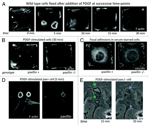 Figure 2. (A) Time-course of the motile response to PDGF (25 ng/ml) stimulation in wild type (pax+) mouse embryonic fibroblasts (MEFs). Cells were fixed without (0 min) and at 5, 10, 15 and 30 min after addition of PDGF and stained with Alexa-488 phalloidin to label F-actin. (B) Pax+ and pax−/− MEFs stimulated with PDGF for 30 min, fixed and stained with Alexa-488 phalloidin. (C) Vinculin labeling by immunofluorescence in serum-starved pax+ and pax−/− cells on square islands showing differences in FA distribution. (D) Pax+ MEF fixed 5 min after addition of PDGF and stained for F-actin and paxillin showing large circular dorsal ruffles (CDRs). (E) Phase-contrast time-lapse video of live pax−/− MEFs stimulated with PDGF (20X). Formation of CDRs (green arrows) persisted for more than 15 min and protrusions were internalized into macropinocytic vesicles (blue arrows) by about 20 min. In pax+ cells, CDR formation and internalization was complete by 10 min after addition of PDGF.