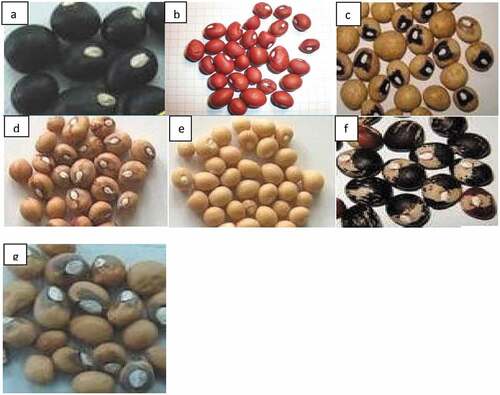 Figure 1. Seven different color types of BGN seeds: black, red, cream/black eye, cream/brown eye, cream with no eye, purple, and brown color (A to G), respectively.[Citation20].
