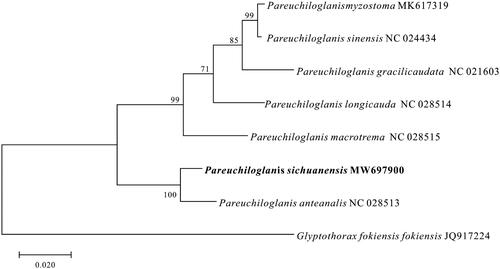 Figure 1. Molecular phylogenetic analysis by Maximum Likelihood method for eight Pareuchiloglanis species was inferred from concatenated amino acid sequences data of 13 mitochondrial proteins. Node labels indicate the bootstrap values.