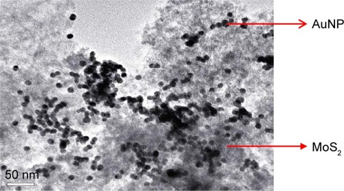 Figure 1 TEM image of AuNPs dispersed on the surface of MoS2.Abbreviations: AuNP, gold nanoparticle; MoS2, molybdenum disulfide; TEM, transmission electron microscopy.
