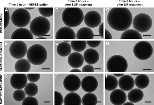 Figure 5 Functionalized and drug-loaded MSNs are stable in simulated gastric and intestinal fluids.Notes: Transmission electron microscopy images of PEG-PEI-MSNs and DAPT/PEG-PEI-MSNs (n=2) (A–C) at time 0 hour in HEPES buffer, (D–F) after 2-hour incubation with SGF and (G–I) after further 6-hour incubation in SIF. Scale bar =100 nm.Abbreviations: MSN, mesoporous silica nanoparticle; PEG, poly(ethylene glycol); PEI, poly(ethylene imine); HEPES, 4-(2-hydroxyethyl)-1-piperazineethanesulfonic acid; SGF, simulated gastric fluid; SIF, simulated intestinal fluid.