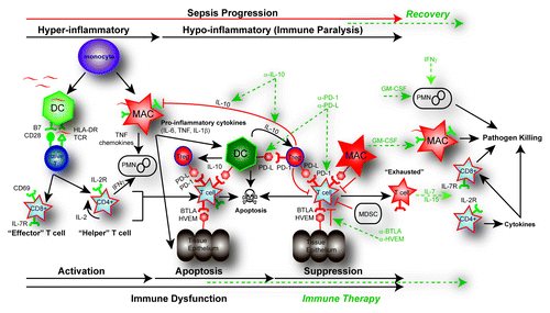 Figure 2. Pathways of immune dysfunction and targets for immune enhancing therapy in sepsis. In the initial pro-inflammatory response of sepsis, both the adaptive and innate immune systems are rapidly activated. This activation of monocytes, dendritic cells (DC), and macrophages (MAC), as well as CD4 helper and CD8 cytotoxic T cells results in the release of pro-inflammatory cytokines (TNF, IL-6, IL-1β) and chemokines. This pro-inflammatory response normally results in cellular activation and clearance of the primary pathogen (~~, pathogen). In the instance of a healthy individual, the immune system maintains homeostasis by employing counter inflammatory mechanisms such as regulatory T cells (Tregs), apoptosis, production of cytokines, expression of inhibitory receptors and myeloid-derived suppressor cells (MDSC) concurrently during inflammation. However, in some septic patients these normal homeostatic counter inflammatory mechanisms remain elevated such as expression of inhibitory receptors including: programmed death receptor -1 (PD-1), programmed death ligand (PD-L), B and T lymphocyte attenuator (BTLA), and herpesvirus entry mediator (HVEM) as well as the production of the immune modulating cytokine IL-10. Immune dysfunction occurs as activated innate and adaptive immune cells undergo rapid apoptosis while in the presence of increased suppressor cell populations like Tregs or MDSC. The primary infection fails to be cleared and may progress into immune suppression. Prolonged immune suppression and persistent antigen may result in T-cell exhaustion indicated by a T cell’s increased expression of PD-1 and decreased expression of the IL-7R as well as a functional impairment that includes failure to proliferate, secrete cytokines, and kill target cells. Potential targets for immune-therapy are indicted in the dotted GREEN line. Potential therapeutic targets include using blocking antibodies such as anti-IL-10 to decrease Treg function; anti-PD-1 and anti-PD-L to reverse the induction of T-cell exhaustion; and anti-HVEM or anti-BTLA to block tissue suppression of immune cells. IL-7 or IL-15 may be effective in blocking apoptosis and reversing cell exhaustion; GM-CSF to stimulate APC function by increasing recruitment and HLA-DR expression; and IFN-γ to increase PMN recruitment and function.