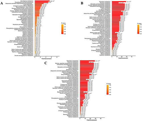 Figure 5 MSEA analyses of differential metabolites in CNAG patients. (A) WZYD B vs WZYD A; (B) HP vs WZYD A; (C) HP vs WZYD B.