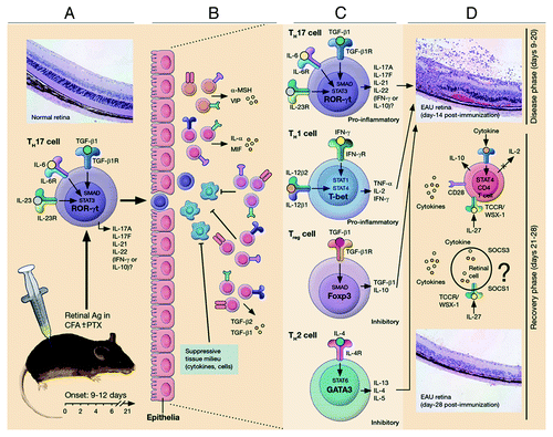 Figure 3. Schematic representation of early events leading to ocular inflammation, tissue destruction and induction of retinal protective mechanism in rodent model of uveitis. (A) Immunization of susceptible mouse strains (e.g., C57BL/6) in complete Freund’s adjuvant (CFA) triggers an immunological response characterized by abundance of Th17 and Th1 cells in lymph nodes, spleen and peripheral blood. (B) Activated Th17 cells expressing high levels of granzyme and activated α4β1 integrin facilitate breakdown of blood ocular barrier (BOB) retinal-blood extravasation into retina. The inflammatory cells entering the eye encounter hostile environment of the retina consisting of anti-inflammatory molecules (TGFβ, α-MSHa, VIP, MIF and IL-1rα) and resident retinal cells express inhibitory cell surface associated proteins (TGF-β, FAS/FAS ligand, CD46 and CD59). (C) Breakdown of BOB is accompanied by influx of other inflammatory cells and all major T-helper subsets are detectable in the reina during EAU. (D) Eventual elimination of cells from retina derives from endogenous adaptive mechanisms of ocular immune privilege. IFN-γ/STAT1-induced IL-27 production by resident ocular cells and cytokine-induced expression of SOCS1 and SOCS3 by retinal cells contribute to mitigation of uveitis.