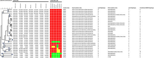 Figure 4 Cluster analysis of quinolone susceptibility profile based on MIC values with reference to the mutation sites in the gyrA and parC genes in addition to the haplotyping of gyrA and parC genes corresponding to each isolate. The figures in blue font indicate the number of single unique susceptibility profile.