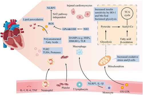 Figure 1. Relationship of glycolysis, β-cell proliferation, insulin signalling, and ROS production with CVD: after myocardial injury, many local processes are activated. ROS and cytokines are released, and neutrophils and monocytes accumulate in the blood vessels, leading to acute myocardial injury. At the cardiomyocyte level, important mechanisms include increased glycolysis, energy changes, increased oxidative stress, and β-cell proliferation. Additionally, to alleviate oxidative stress-induced abnormalities, HO-1 and Mn-SOD, which are Nrf2-targeted enzymes, increase insulin sensitivity by inhibiting PKC and JNK activation caused by a mitochondrial malfunction.