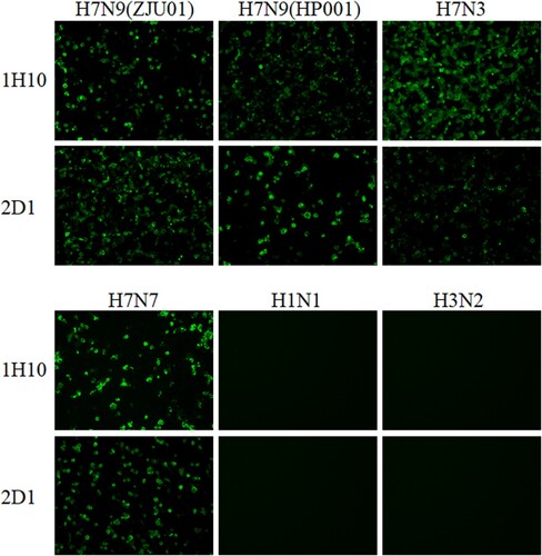 Figure 1. Immunofluorescence assay to measure the binding of mAbs to AIVs. MDCK cells infected with H7N3, H7N7, ZJU01, HP001, H1N1 and H3N2 viruses were incubated with mAbs. Binding by mAbs was detected by Alexa Fluor 488 (green) conjugated secondary antibodies. The binding of mAbs to viruses was detected by immunofluorescence.