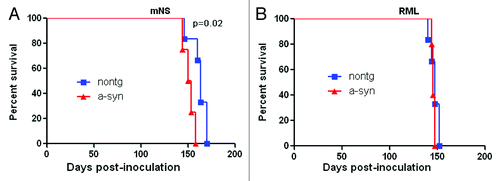 Figure 1. Survival period of prion-infected α-synuclein transgenic and nontransgenic control mice. (A) In mNS-inoculated mice, survival periods were modestly, but significantly accelerated in mice having α-synuclein aggregates. (B) In contrast, RML-infected mice showed similar survival periods in α-synuclein transgenic and non-transgenic mice.