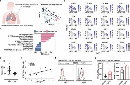 Figure 2. Metabolic characteristics of NKT-like cells in MPE. (a) Schematic diagram and UMAP plot of single-cell transcriptomes of CD3+CD56+ NKT-like cells from NSCLC (GSE99254) and MPE (GSE185058). Unbiased analysis of scRNA-seq data revealed two major clusters of NKT-like cells, including cytotoxic NKT-like (NKT-like_cyto) cells and regulatory NKT-like (NKT-like_reg) cells. (b) UMAP plot showed the expressions and distributions of CD3D, NCAM1 (CD56), FOXP3, GNLY, CD4, CD8A, IL2RA, CD69, CTLA4, ICOS, TIGIT, TNFRSF18, KLRB1, GZMB, HAVCR2, and PDCD1 among NKT-like cells. (c) GSVA score showed that pyruvate metabolism and glycolysis pathway were highly activated in NKT-like_reg cells, while natural killer cell-mediated cytotoxicity pathway was highly activated in NKT-like_cyto cells. (d) The lactate levels in the MPE supernatant were significantly higher than those in the PB supernatant (n = 18). Mann-Whitney test. Data were represented as mean ± SD. (e) The lactate level was positively correlated with the proportion of FOXP3+ NKT-like cells in NKT-like cells in MPE. Spearman correlation analysis. (f, g) Representative FACS profiles and mean fluorescent intensity (MFI) analysis showed that FOXP3+ NKT-like cells highly expressed MCT1 and LDHB compared to FOXP3− NKT-like cells (n = 4). Mann-Whitney test. Data were represented as mean ± SD. * P < .05, ** P < .01, *** P < .001, **** P < .0001, ns, not significant.